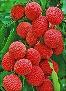Guruji Plantation Litchi Plant Garden Live Plant Nursery Outdoor Living Plant (Red)