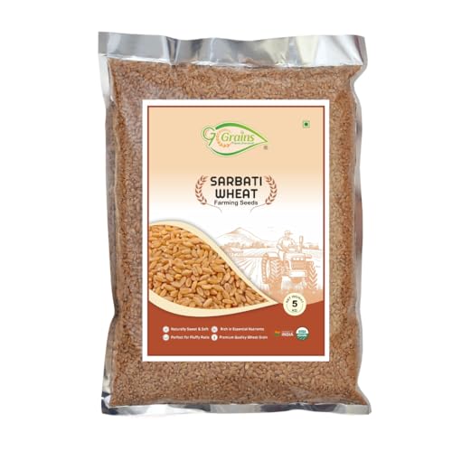 Image of Organic Sarbati Wheat Grains Seeds (5Kgs) | For Farming, Sowing & Agriculture Use | Produce of India | 100% Natural & Non-GMO | By G7 Grains