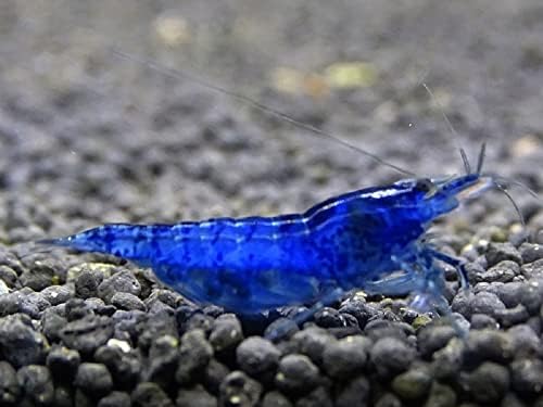 【めだか街道】ダークブルーシュリンプ ５匹セットのサムネイル