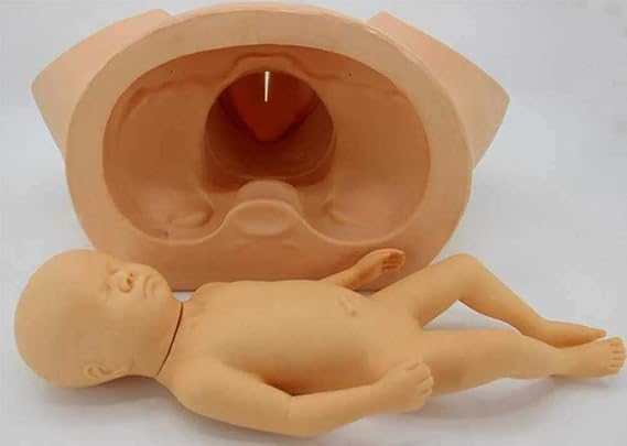 Anatomy Childbirth Simulator Manikin, Advanced Midwifery Training Model for Teaching Learning Display Tool