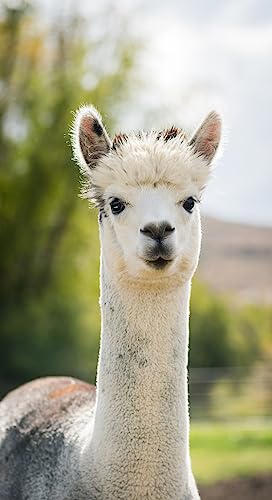 Image of WARRIOR ALPACA SOCKS - Everyday Warrior Collection - All-Purpose Alpaca Socks - Daily Wear for Every Season