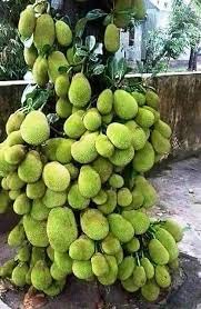 Live Plant Jackfruit All Season Thai Variety Grafting Great Taste Fruit Exotic (1 Healthy Live Sweet Fruit Plant) (B0BY246D5B) Amazon Price History, Amazon Price Tracker
