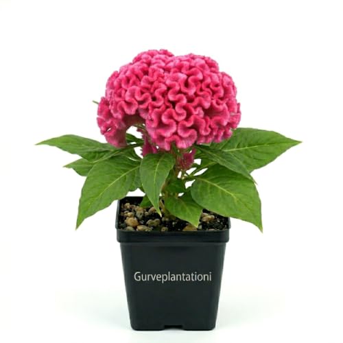 Gurveplantationi Lalmurga Cocks Comb Live Celosia Cristata Flower Plant Indoor Gardening with Pot (Pink)
