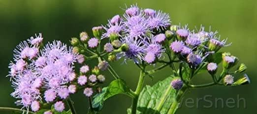 EverSneh Real Live Sahadevi Vernonia cinerea Live Plant Sahdebi Sahadebi Little Ironweed Purple Fleabane Kukasim Medicinal Herbal Vastu Plant (B0BW118CKK) Amazon Price History, Amazon Price Tracker