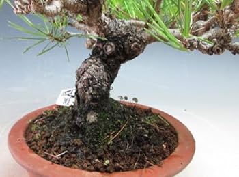 Amazon.co.jp: 盆栽 松 黒松（623336）【現品】 : DIY・工具・ガーデン