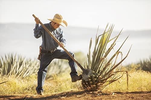 8位アサヒエルヒマドール『ブランコ』