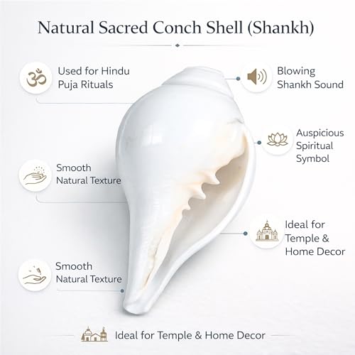 Image of Original Vishnu Shankh | Natural White Shankh /Sankha /Shankhu /Panchajanya Conch Shell for Pooja | Right-Handed Blowing Conch | Spiritual Decor | Vastu | Lakshmi & Vishnu Blessings (4-6 Inch)