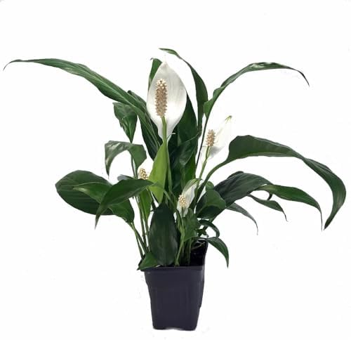 Zen Peace Lily Plant - Spathiphyllium - Great House Plant - 4" Po...