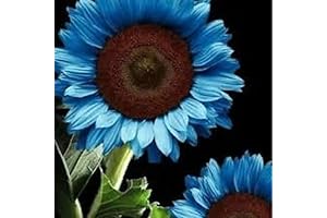 60Pcs Midnight Oil Pink Sunflower Seeds for a Vibrant Summer Bloom