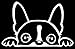 Boston Terrier Peeking Over 6