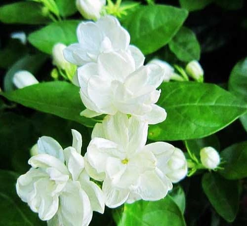 20pcs White Jasmine Flower Seeds