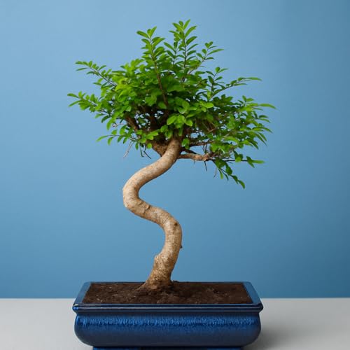 Image of Abana Homes 9-Year-Old Live Chinese Elm Bonsai Plant With Ceramic Pot | Easy To Maintain Unique Design Small Bonsai Tree for Indoor, Outdoor, Living Room, Office Desk, Balcony, Home Decor and Gifting