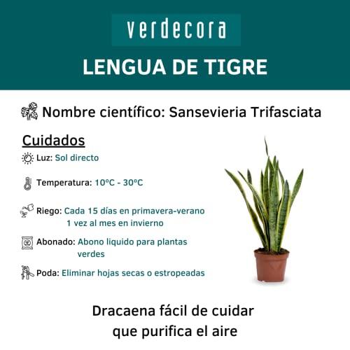 Sansevieria Planta de Interior para Decorar Salones Luminosos 3