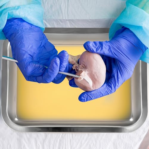 Image of Conelist 1 Set 10.2 x 7.5 Inch Stainless Steel Dissection Pan with Wax and Rubber Nonslip Mat, Reusable Classroom Dissecting Pan, Laboratory Tray for Biology Lab, Science Education Supplies (Yellow)