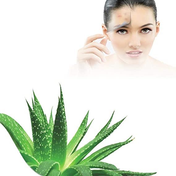 Fresh Aloe Vera Leaves Green Organic Aloe Vera Leaf | Fresh Aloe Vera