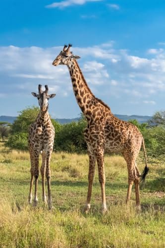 Girafes savane Serengeti adrium : sublimez un grand mur vide sans reflets