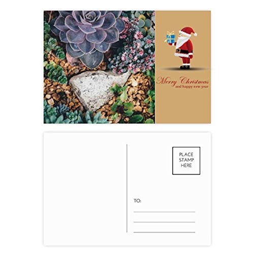 Cartes postales fleur de pierre science de la nature et Noël x20