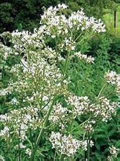 JustSeed - Wild Flower (British) - Common Valerian - Valeriana officinalis - 300 Seeds