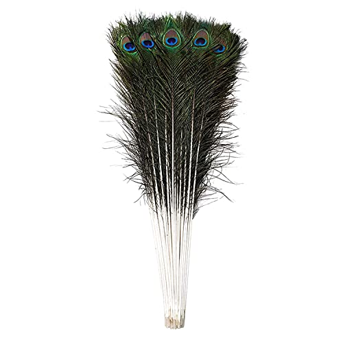 Trimming Shop Real Large Peacock Feathers 27-31 Inch 10pcs