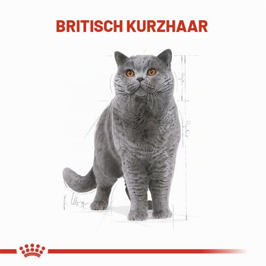 ROYAL CANIN British Shorthair Adult Trockennahrung für Katzen – 0.4 kg – Ansicht 6