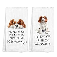 Cavalier King Charles Spaniel-1