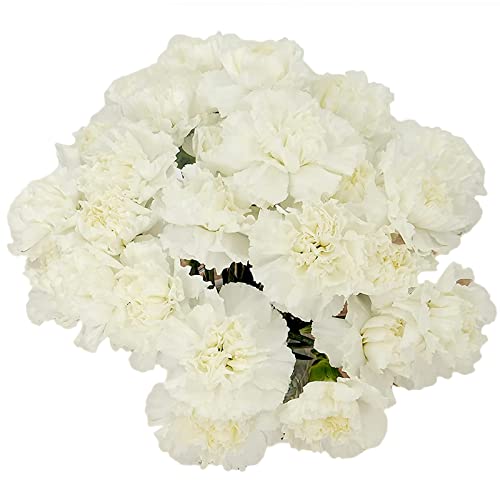 White Carnations by Rumhora Greens | Fresh Cut Flowers | Two Bunches 25 Stems Each