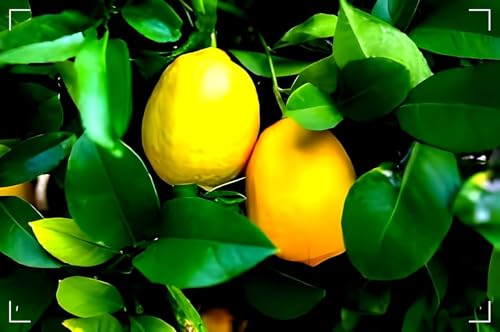 Image of Original Grafted All time Baramasi sadaabahar Kagzi Nimboo Lemon Plant Height 1 FT With Pot