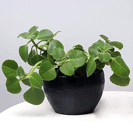 Trendygreens Ajwain Omavalli Karpooravalli Live Plant with Pot (B0BG36KZ7Y) Amazon Price History, Amazon Price Tracker