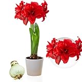 Amaryllis Zwiebel Double Red - 1 Blumenzwiebel in Großformat 26/30 - Exklusive Blumenzwiebeln Amarillis - Echte Pflanzen aus Holland - Hippeastrum Zwiebeln (keine Samen, Wachs und nicht künstlich)
