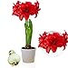 Amaryllis Zwiebel Double Red - 1 Blumenzwiebel in Großformat 26/30 - Exklusive Blumenzwiebeln Amarillis - Echte Pflanzen aus Holland - Hippeastrum Zwiebeln (keine Samen, Wachs und nicht künstlich)