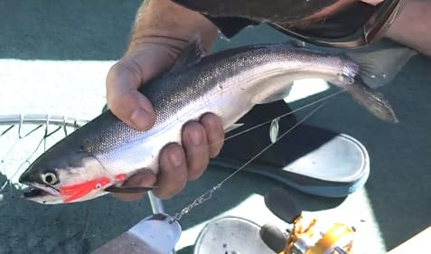 Kokanee Salmon Spinner-Hoochies (2): uv “Red Bandit”