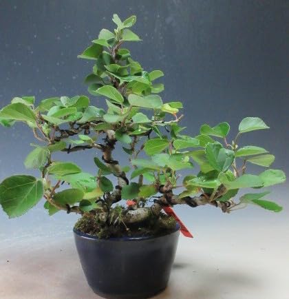 Amazon｜盆栽 ハマボウの鉢植え盆栽【現品】（503149）｜観葉植物
