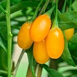 Generic 100pcs Goji Berry Fruit Seeds Yellow