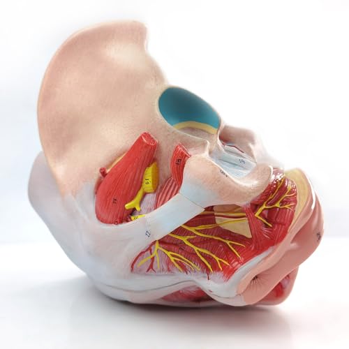 Image of Life Size 4 Parts Human Female Pelvis Model with Pelvic Floor Muscles, Vessels Nerves & Reproductive, Removable Organs, for the teaching of physiology and hygiene in the teaching of anatomy schools