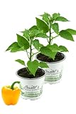 2er Set Gelbe Paprika Pflanze, Paprikapflanzen aus Nachhaltigem Anbau!