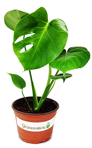 9GreenBox Split Leaf Philodendron 6" Pot - Monstera - Edible Fruit Tastes Like Pineapple - Thumbnail 2