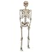 5 ft. Poseable Skeleton with LED Illumination