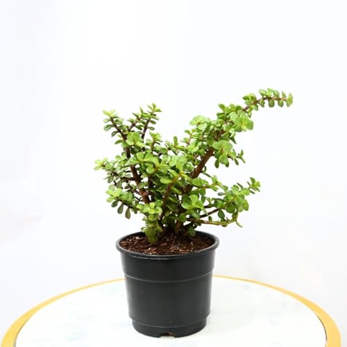 Nayra Live Button Jade Plant Indoor Plant with Black nursery Pot |Small Plant With Pot - Image 2 thumbnail