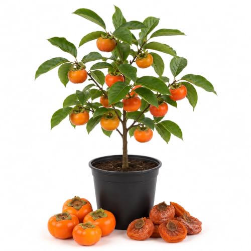 Cold Hardy Persimmon Tree in Quart Pot, Persimmon Fruit Tree Seedlings 6-12 Inches, Outdoor Planting, Fast Growing