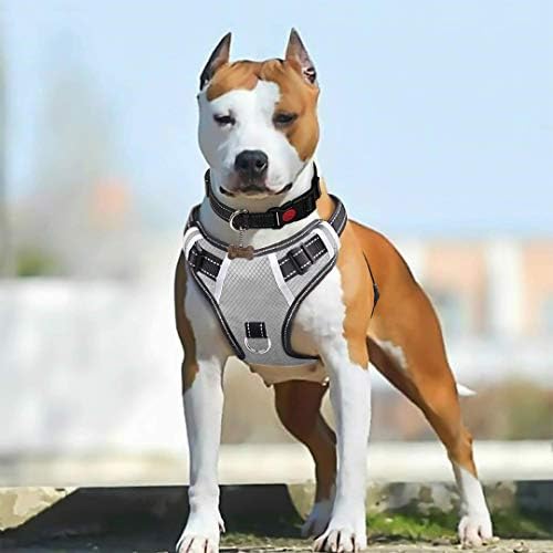 pitbull pulls on leash