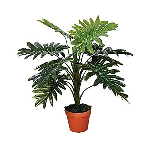 Catral Germania Decorazione, pianta filodendro 70