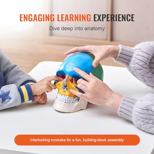Image of VEVOR Human Skull Model, 3 Parts Human Skull Anatomy, Life-Size Painted Anatomy Skull Model, PVC Anatomical Skull, Detachable Learning Skull Model, for Professional Teaching, Researching and Learning