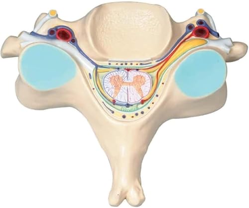 Scientific Spine Model of 5th Cervical Vertebra Magnification 7X Spine