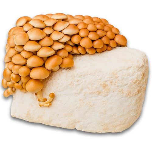 Hawlik Pilzbrut - Pholiote Nameko Kit de culture de champignons Biologique - Facile à cultiver soi-même – Kit de culture prêt a pousser pour la maison – Kit champignon à faire pousser avec mycélium