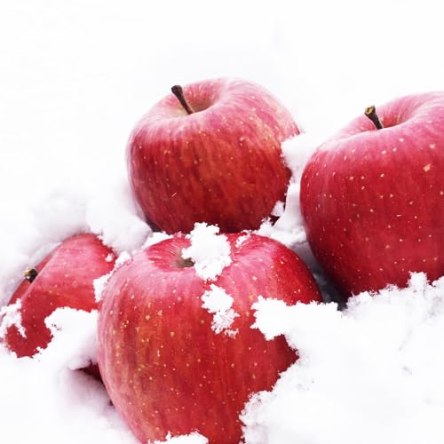 ̒łn yᒙ Tӂ񂲁z 3kg X ᒙ Tӂ bcR _ VR v[g t[cMtg ʕ ϔ [XY ᒙ] yBOz