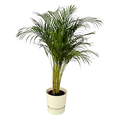 Palma Areca inclusa Greenville Rotonda bianca - 120-130cm - Ø24cm - Pianta d'appartamento - Set completo - Pianta con vaso