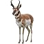 Pronghorn