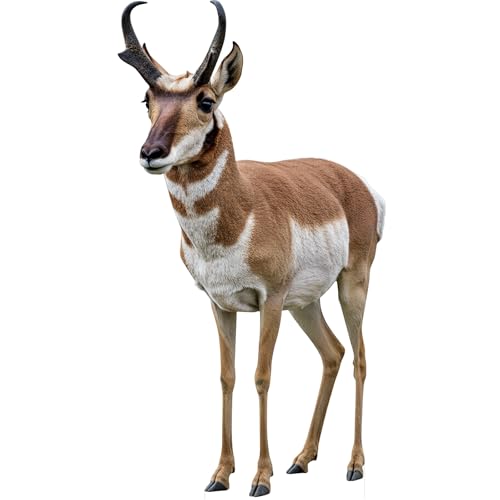 Image of Pronghorn 3FT Life Size Cardboard Cutout, Fun Animal Standup | Pronghorn Cardboard Cutout, Fun Animal Standup for Events, Party Decor, Birthday & Photos, 1 PC