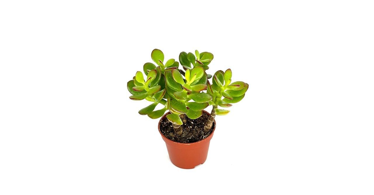 Jade Feng Shui Bonsai – Positive Aura Plant (1 Healthy Live Plant)-image-27