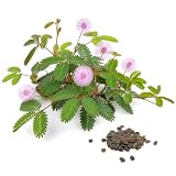 100 Sensitive Plant Seeds for Planting - Mimosa Pudica Seeds - Touch-Me-Not, Moving, Shy & Shameful Flower - by RDR Seeds